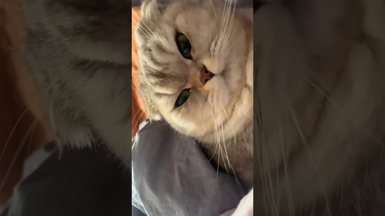 Funny CAT Moments 😂😂 episode 3536 