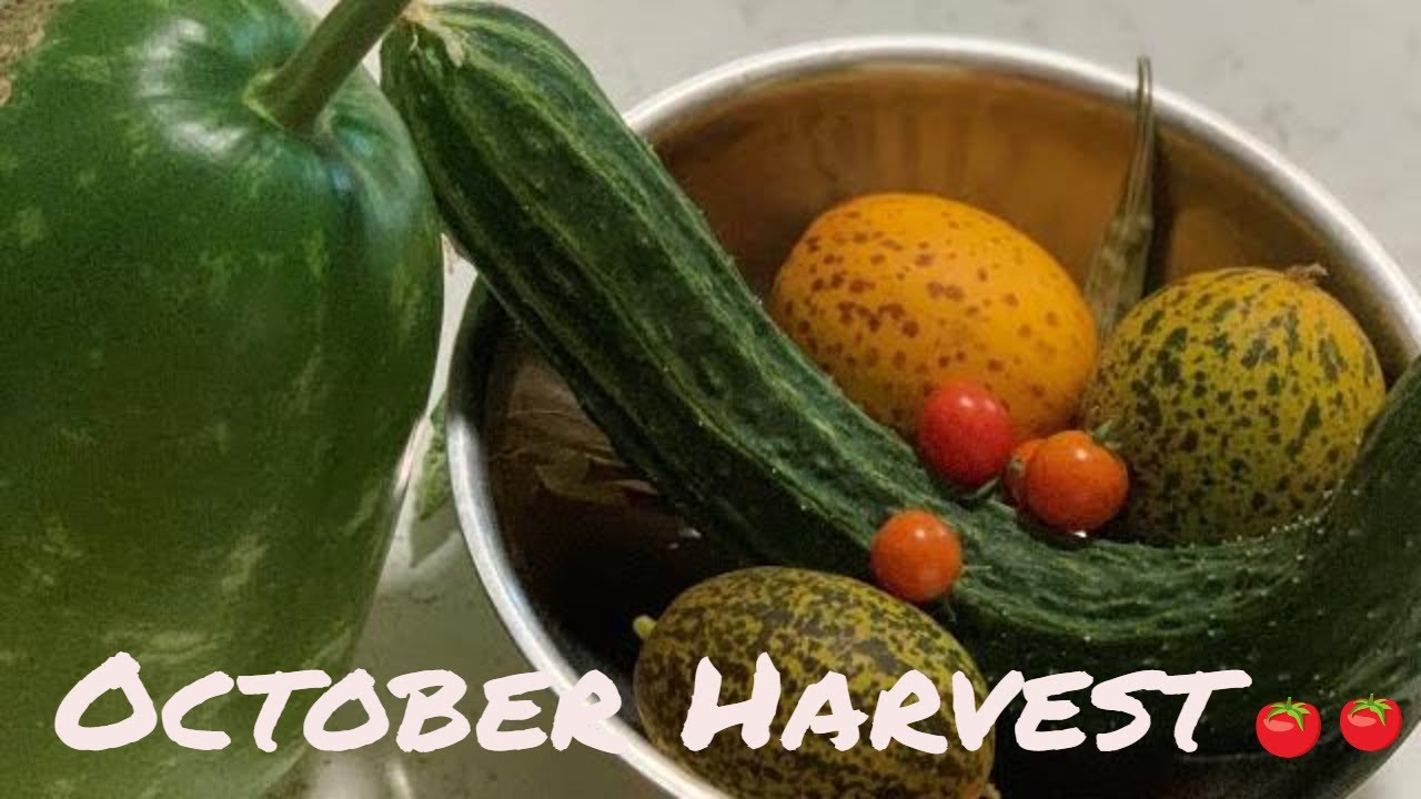October Harvest🍅 | Exciting Announcement | New Ideas🙂🙂