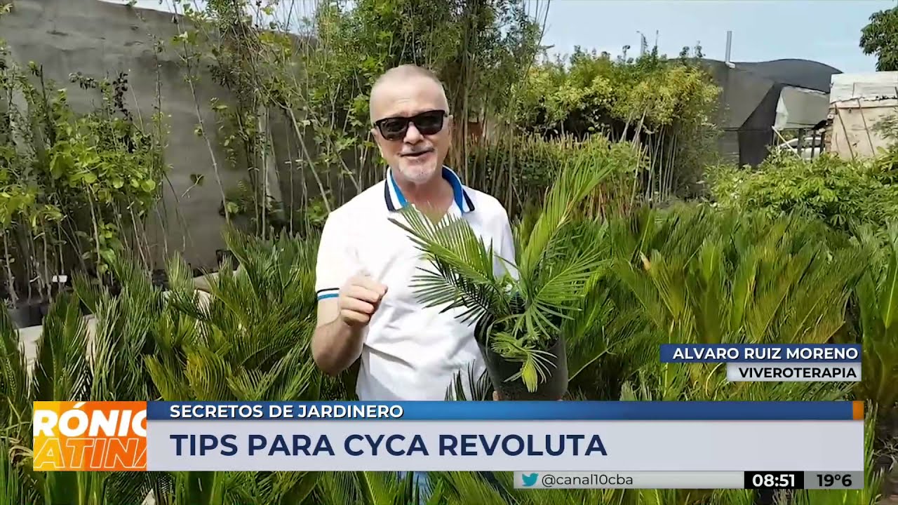 Secretos de jardinero | Cyca Revoluta