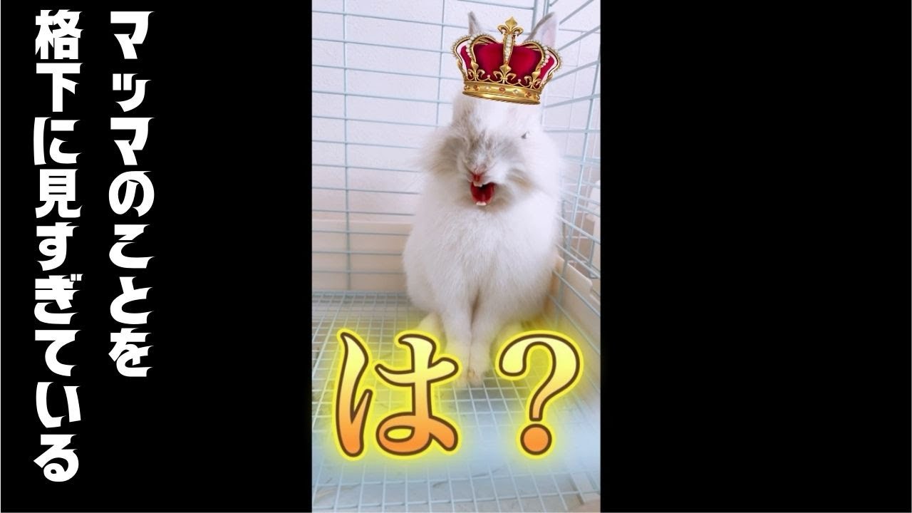 【ライオンラビット】発情期前の貴重な姿。王はマッマを奴隷とみた。