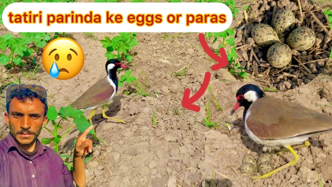 tatiri parinda ke eggs or paras pathar ka raaz | crorepati kaise bane