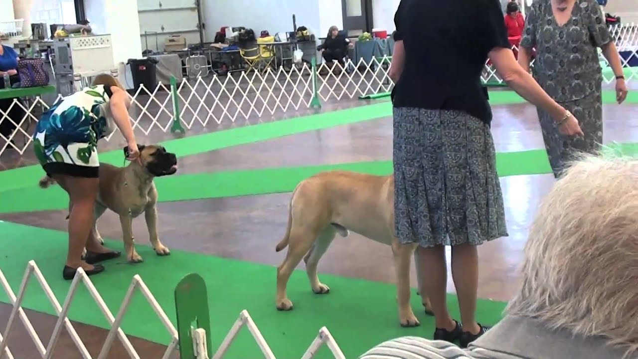 ELGIN 2010 Winners Dog lineup