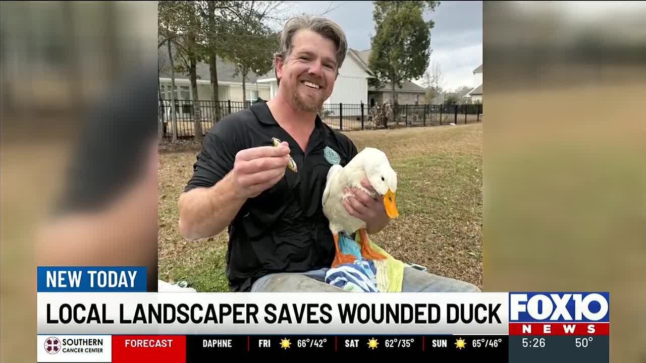 Fairhope duck safely rescued after beak caught on fishing lure