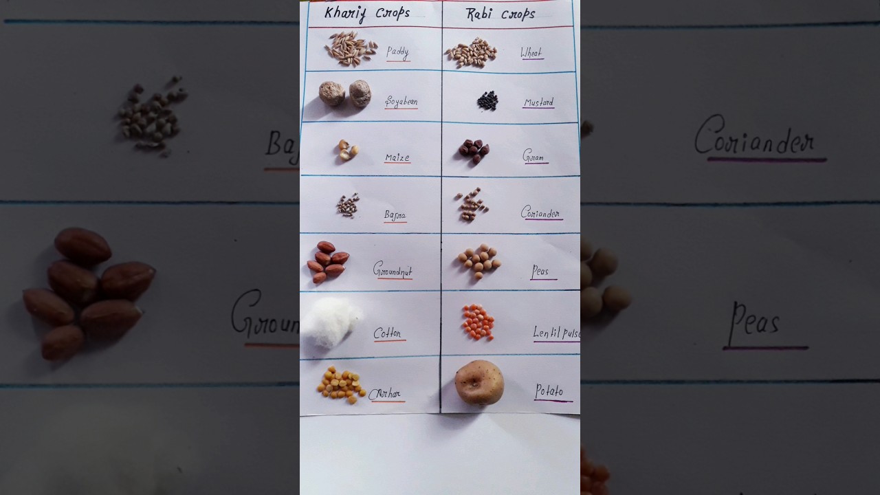 Types of crops #Kharif and Rabi crops #shorts