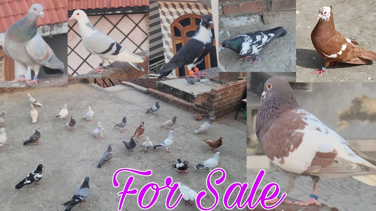 गर्दान लड़ते हुए Gola kabootar Lalban, Hyderabadi for sale in Amroha.   7983147484 Faiz Ali bhai