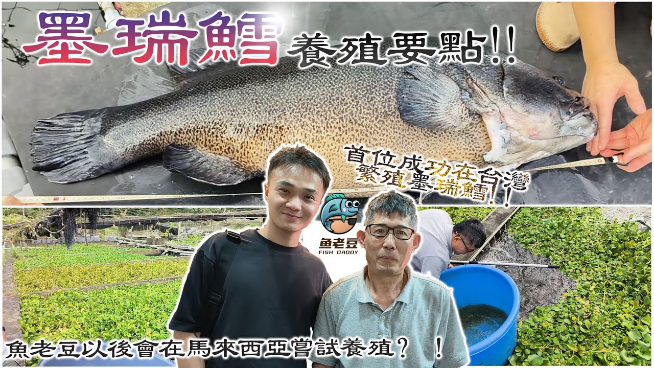 【魚老豆】台灣成功繁殖墨瑞鱈第一人梁先生講解墨瑞鱈養殖要點！以後會有機會引進馬來西亞養殖！