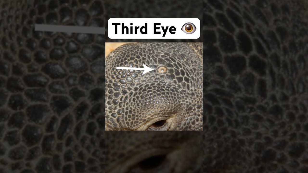 Why Do Some Animals Have a &lsquo;Third Eye&rsquo;?