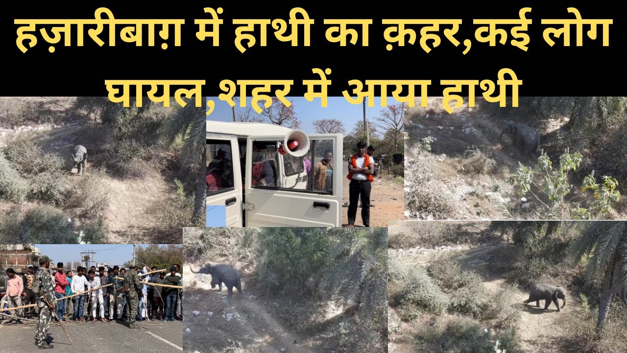 В Хазарибагхе произошло нападение слонов, в результате которого пострадало множество людей