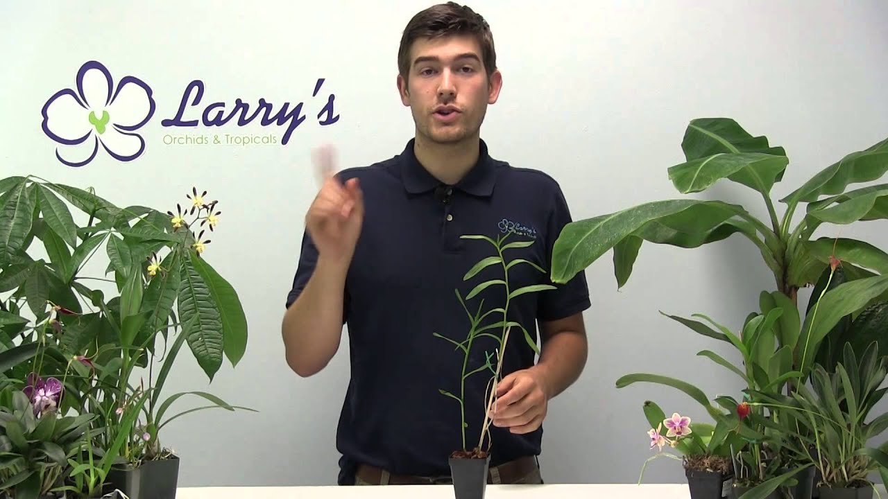 How to Make Your Reed Stem Epidendrum Flower