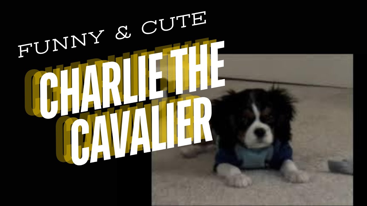 Funny Puppy Dog Cavalier King Charles Spaniel - Tricolor Charlie