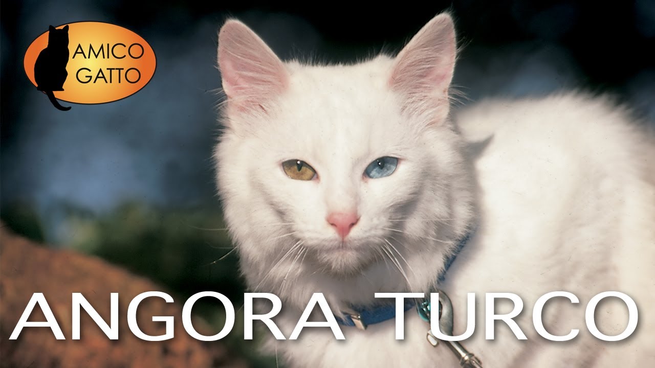 BURMESE e ANGORA TURCO trailer documentario