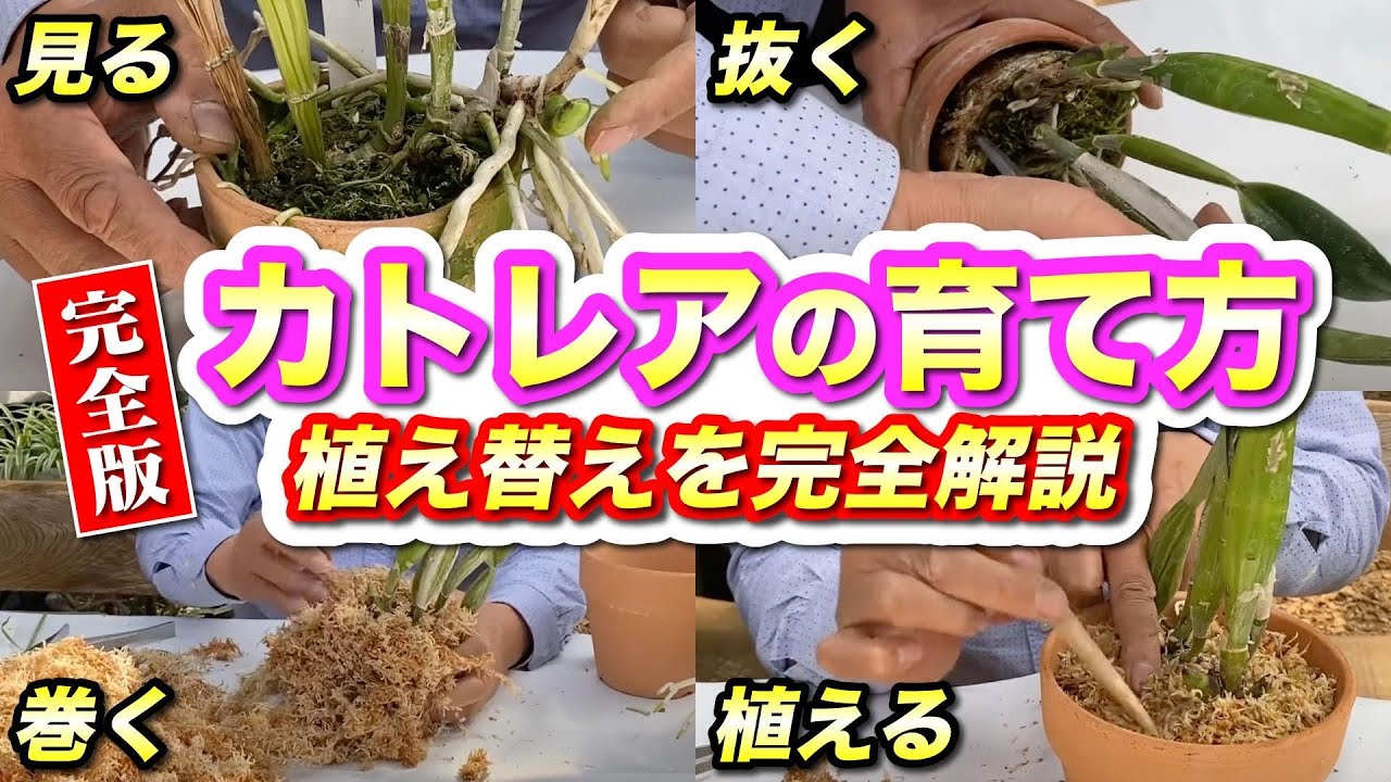 【洋蘭】《完全版》カトレアの育て方、植え替えを完全解説　(鉢広げにもポイントがある！！)