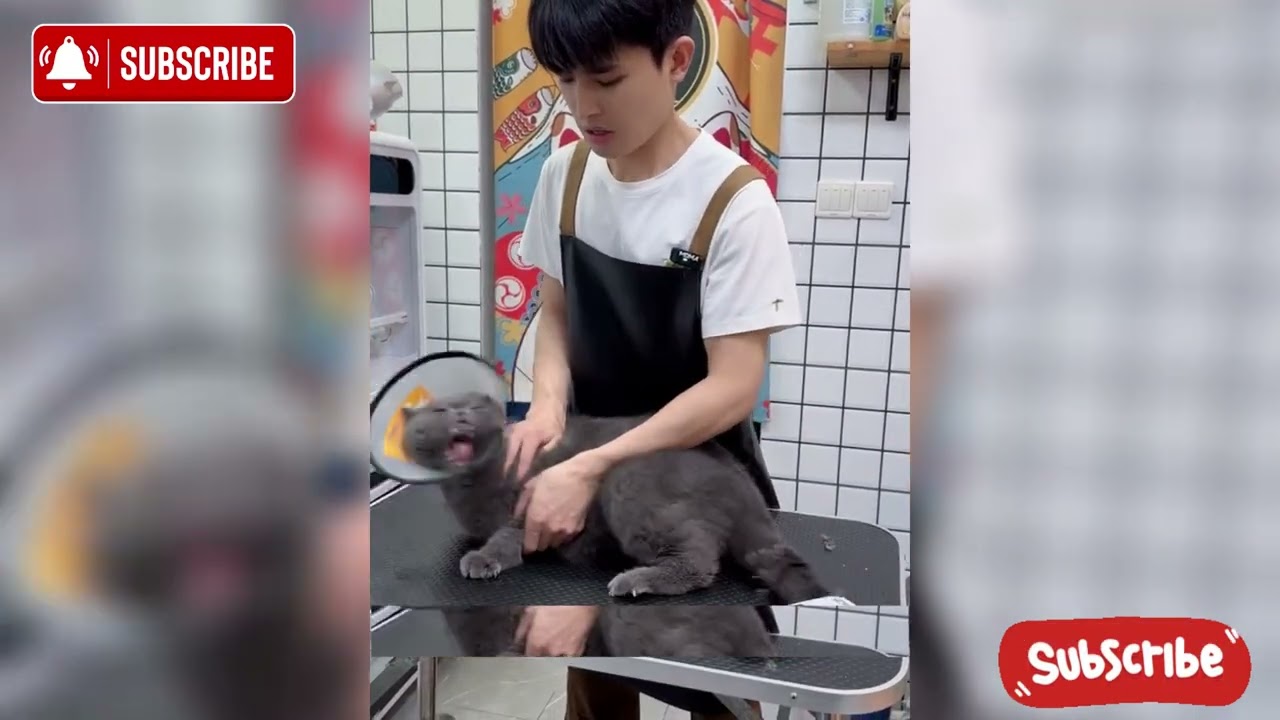They Said British Shorthair Cats Are Aggressive…