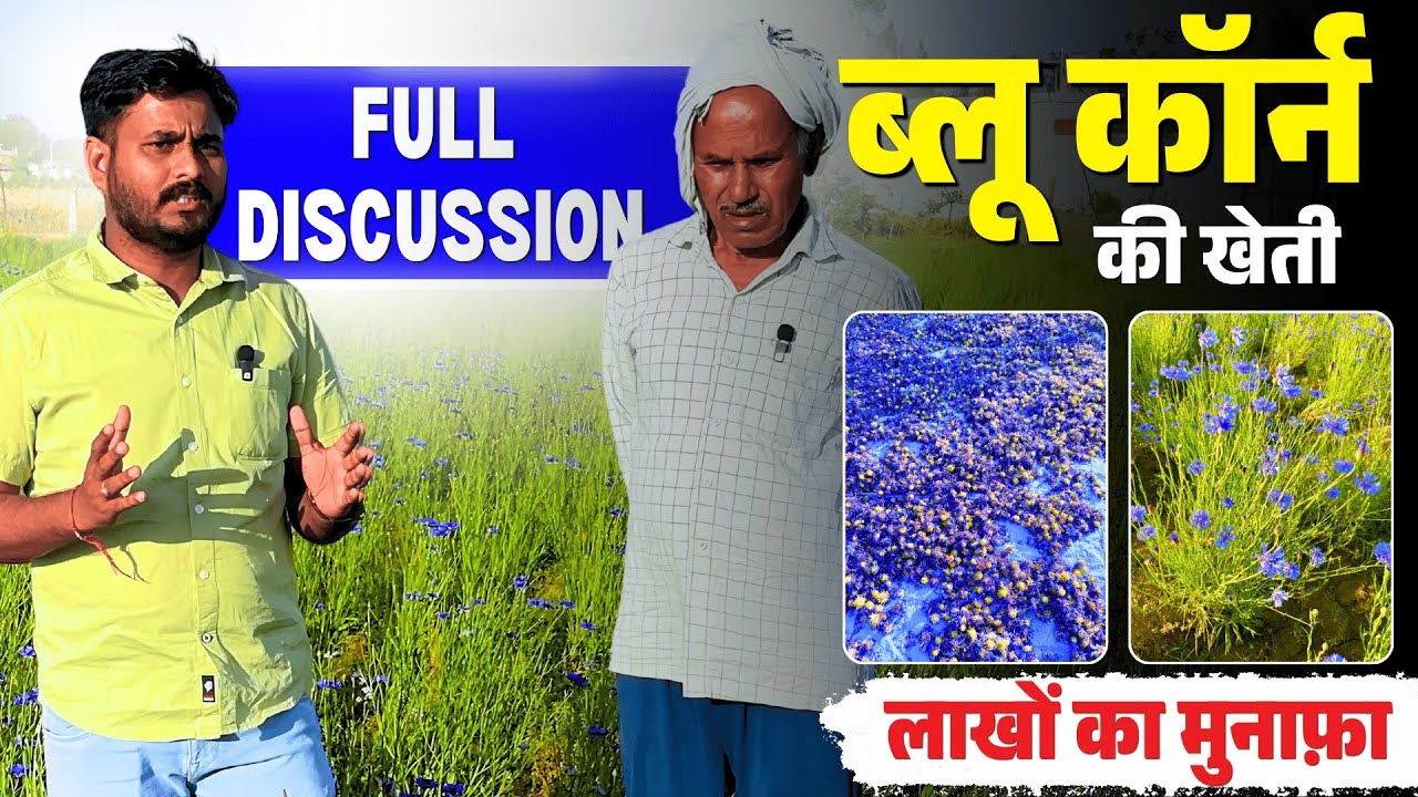 ब्लू कॉर्न की खेती।Blue Corn flower cultivation। ऐसे की जाती है इसकी खेती।होता ही लाखों का मुनाफा