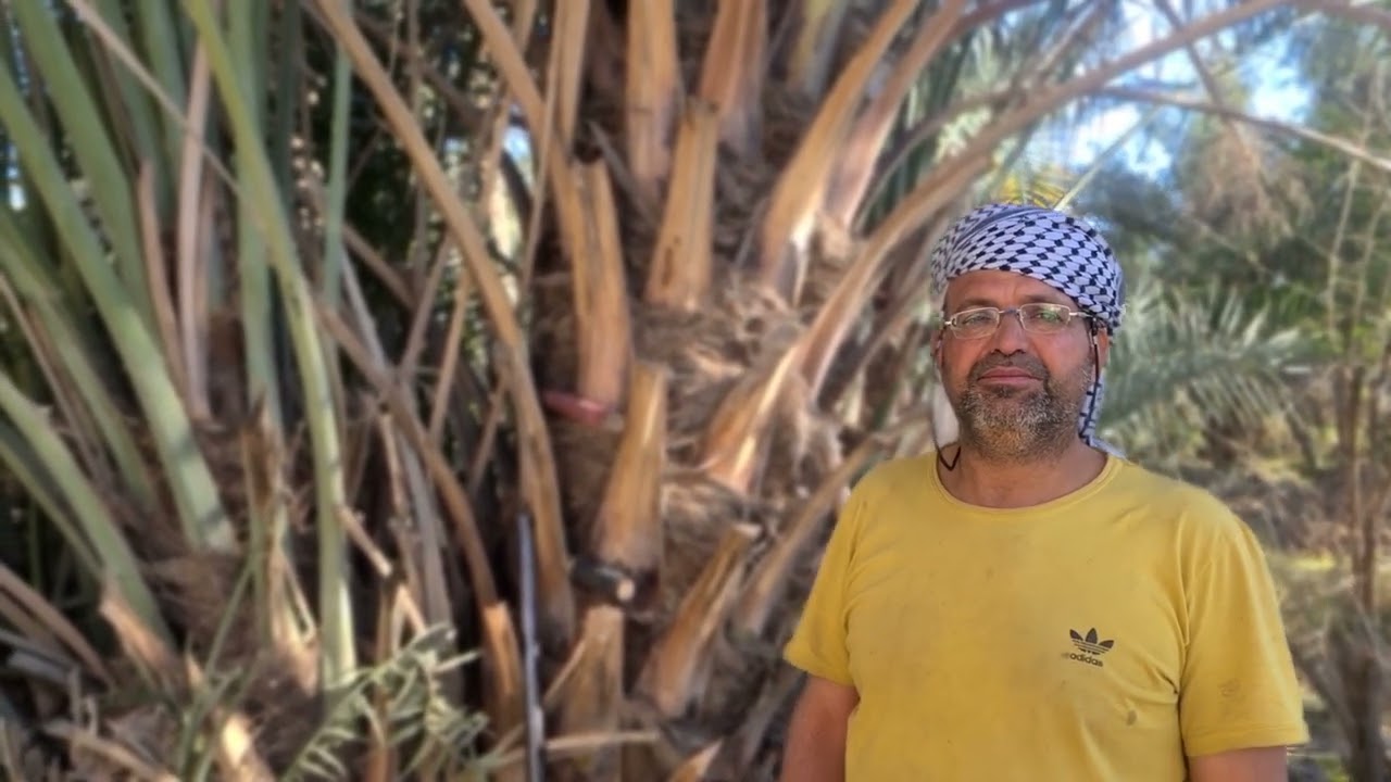 نصائح مهمة في زراعة النخيل مع الخبير مؤيد الربيعي