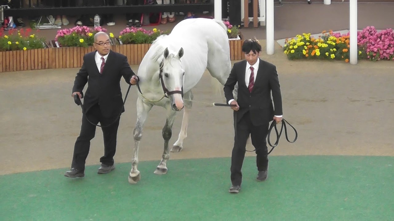 2017 ゴールドシップ 札幌競馬場 来場!!