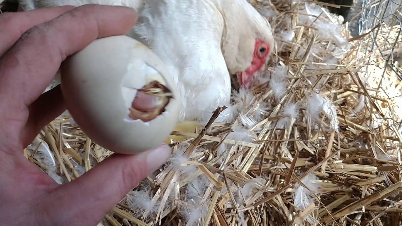 French muscovy  ducklings hatching. Trusting mother.