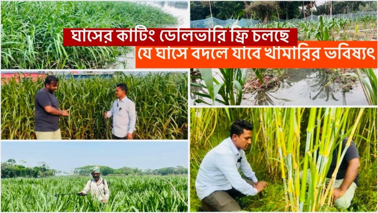 উচ্চ ফলনশীল হাইব্রিড জাতের এই ঘাস চাষে ব্যাপক সাড়া ফেলেছে কৃষি #Ayub_Khan_গবাদিপশু_পালন