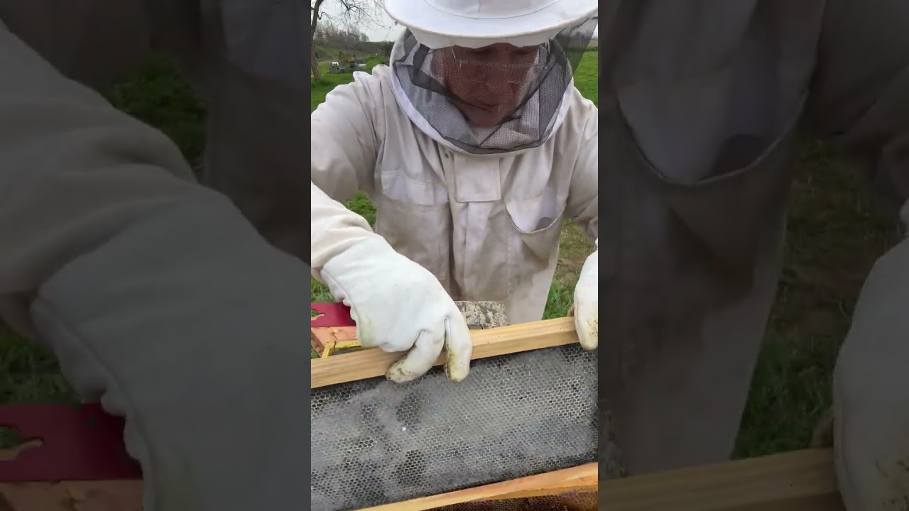 February 14, 2026 Hive 1 my super hive.... #bee #bees #beekeeping #honey #beekeepingforbeginners