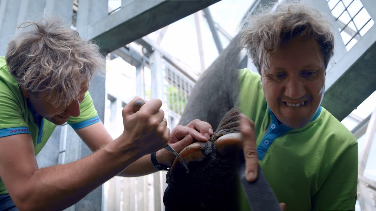 VOETVERZORGING VOOR EEN OLIFANT? // Kan Klaas voor één dag olifantenpedicure zijn?
