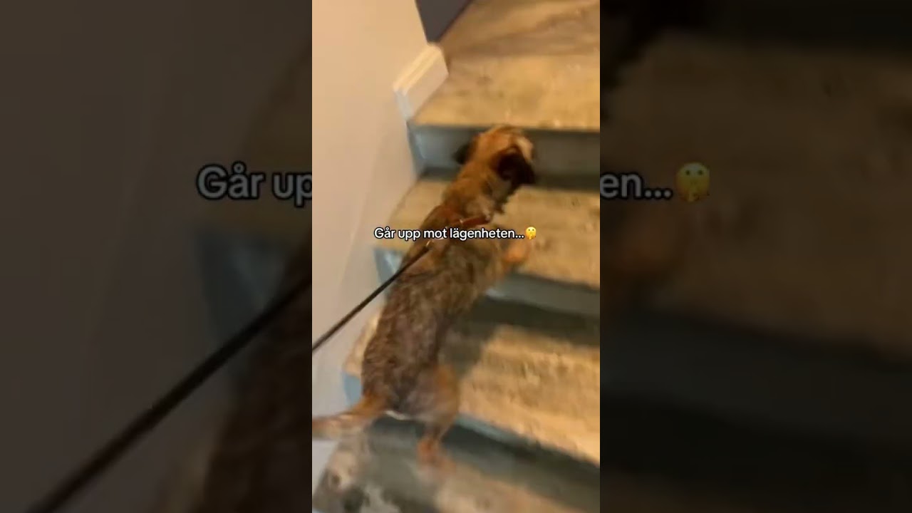&Ouml;verraskar Moa med en HUNDVALP😱🥹