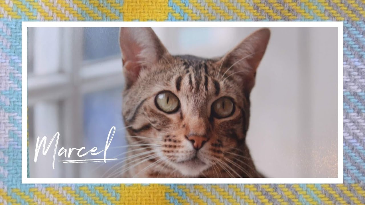 Maison De Moggy - Marcel