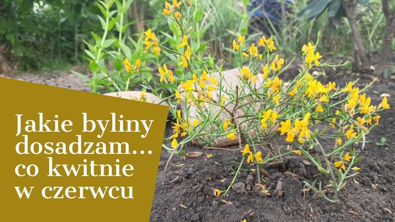 JAKIE BYLINY DOSADZAM 🏵🌹🥀CO KWITNIE W CZERWCU