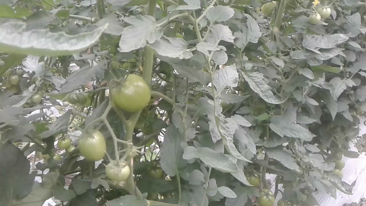 estrobirulinas y triazoles en tomate