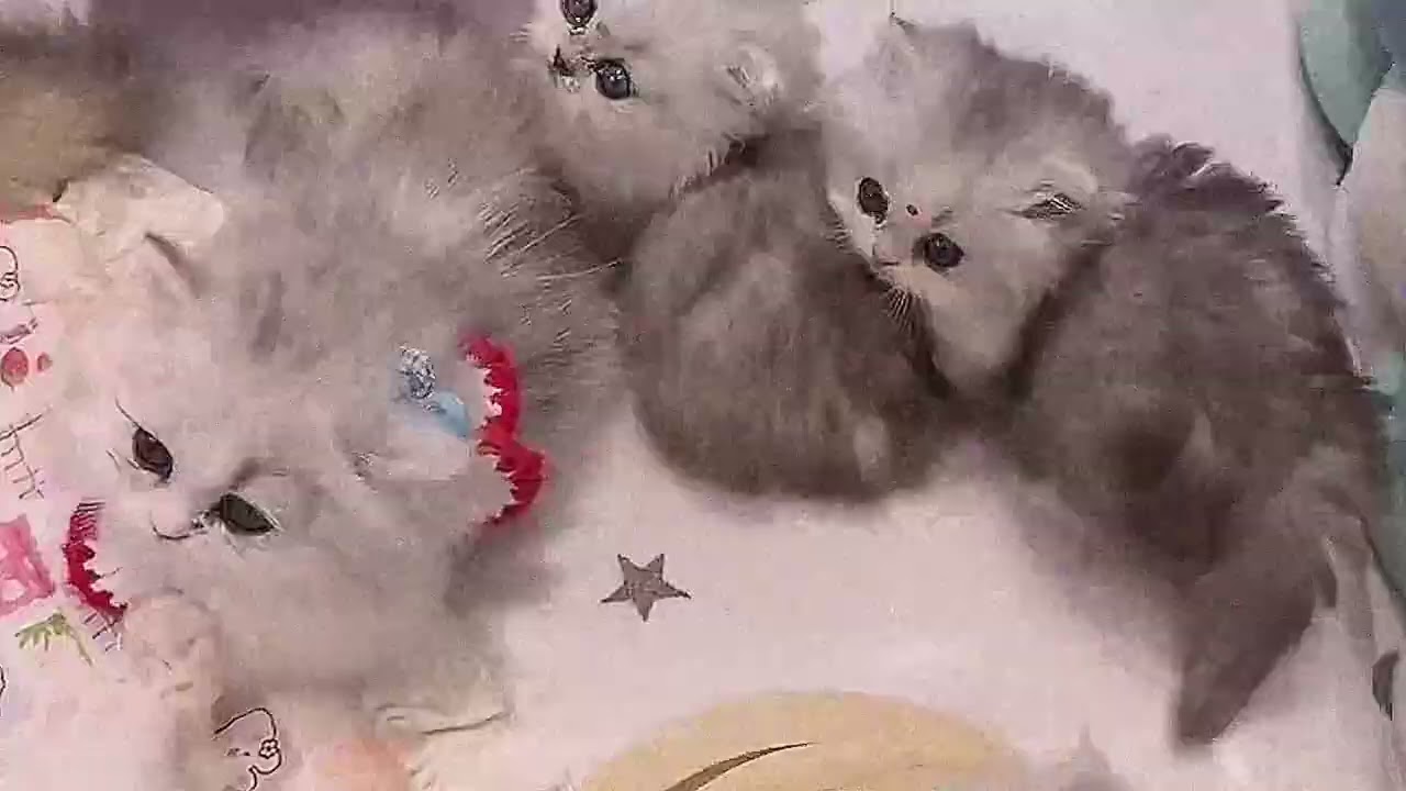Adorable kittens playing to make you feel happier ♥