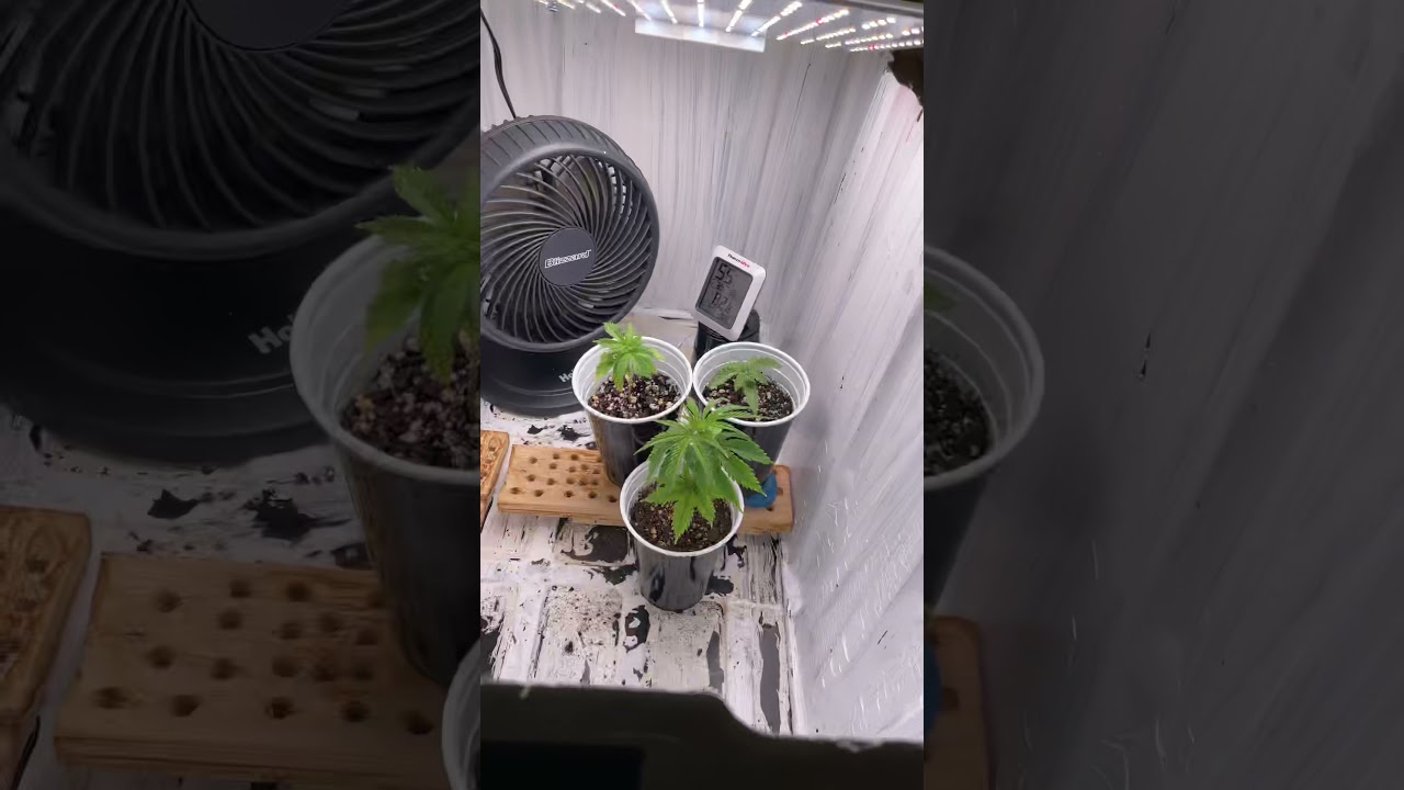 SHISHKABERRY GROW 1000W LED WEEK 5,4,3