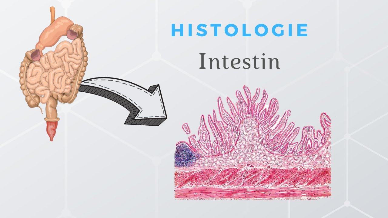 Histologie de l'intestin