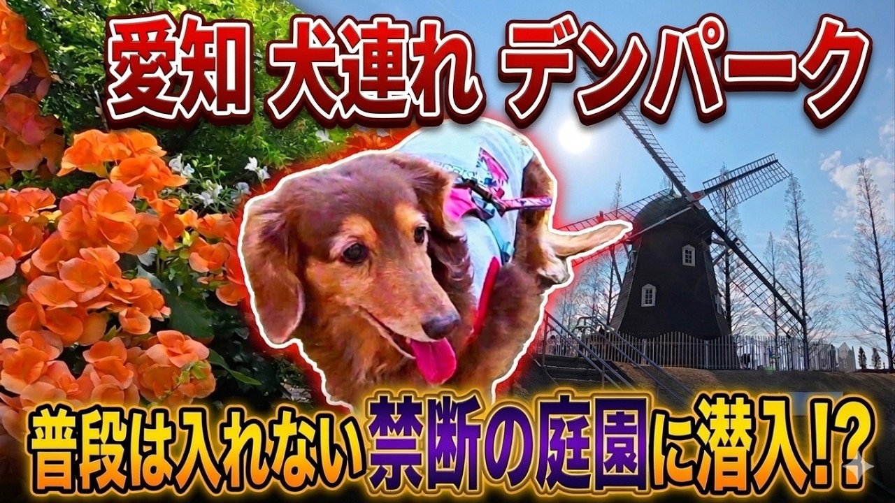 【期間限定】犬連れで行けるって本当？普段は絶対NG！愛知デンパークの“禁断の庭園”に潜入！