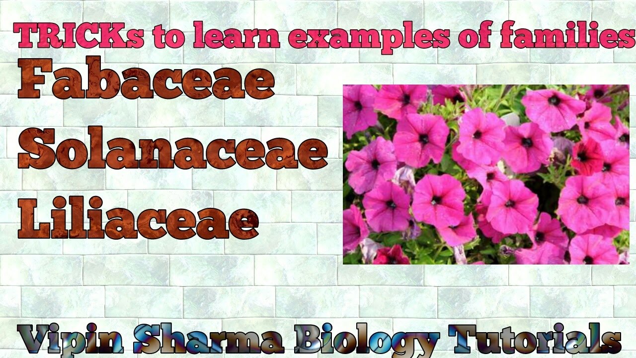 Tricks to memorise examples of various families (Fabaceae,Solanaceae,Liliaceae) for NEET and AIIMS.