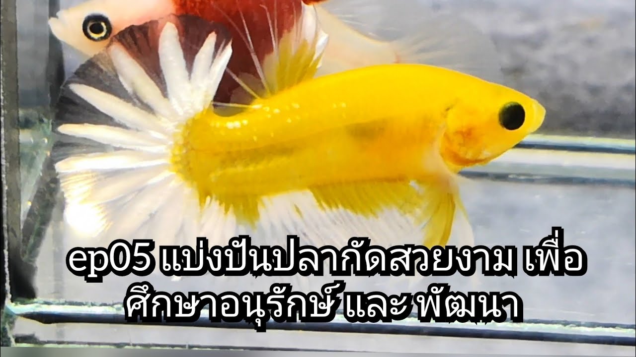 ep05 แบ่งปันปลากัดสวยงาม เพื่อ ศึกษาอนุรักษ์ และ พัฒนา #เพาะปลากัด #betta #ปลากัดสวยงาม