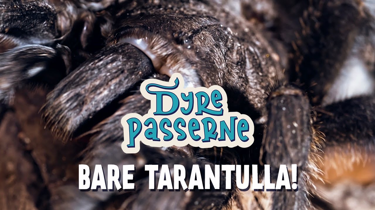 Bare tarantulla! - Dyrepasserne S14 E14