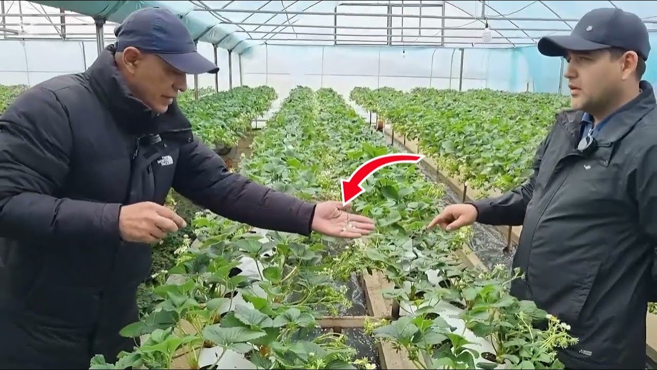 qulupnay biznesi 