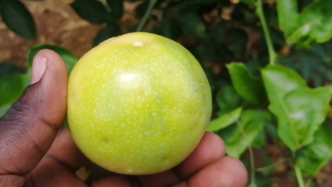 Where are the fruits | Sweet Yellow passion fruit orchard visit in TANA River County Kenya |