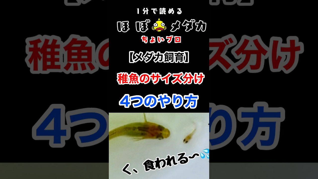 【メダカ飼育】稚魚のサイズ分け4タイプ  #めだか #メダカ #HOBOめだか #ほぼメダカ #メダカ飼育 #稚魚 #サイズ分け
