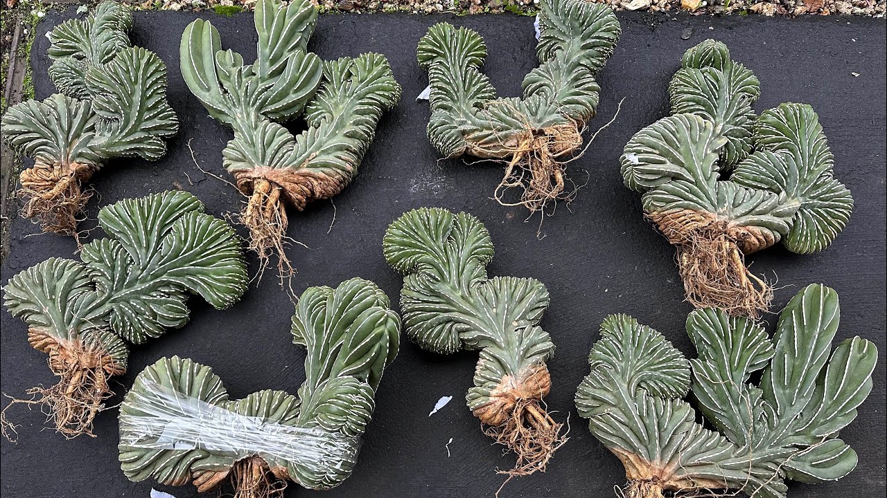 1/6: Rebutia pink, Pachycereus marginatus f. cristatus (Mexican Fence Post) & currently in stocks