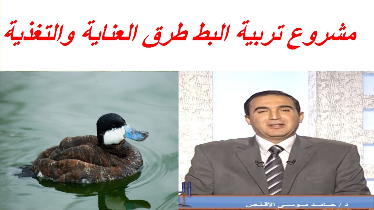 مشروع تربية البط طرق العناية والتغذية ومكافحة اخطر الامراض