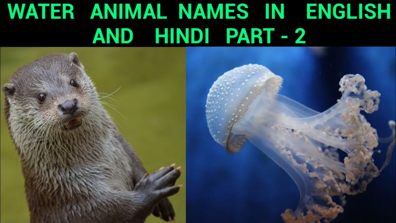 Kids Vocabulary - Sea Animals - Learn English For Kids - Sea Animals Names In Hindi And English