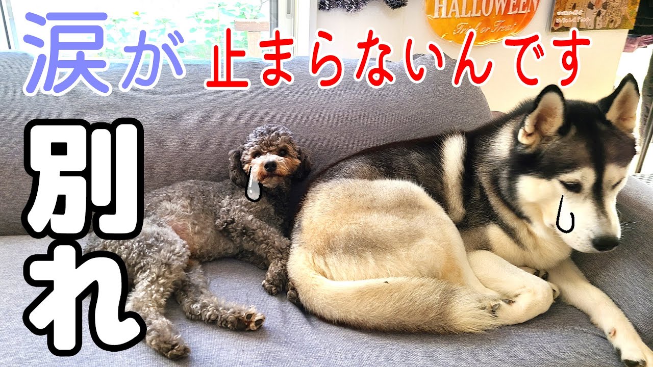 お留守番を隠し撮りしたら飼い主が知らないところで大号泣してた・・・ハスキー犬と保護犬トイプードル