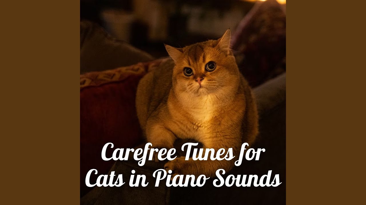 Purrfect Piano Pizzicato