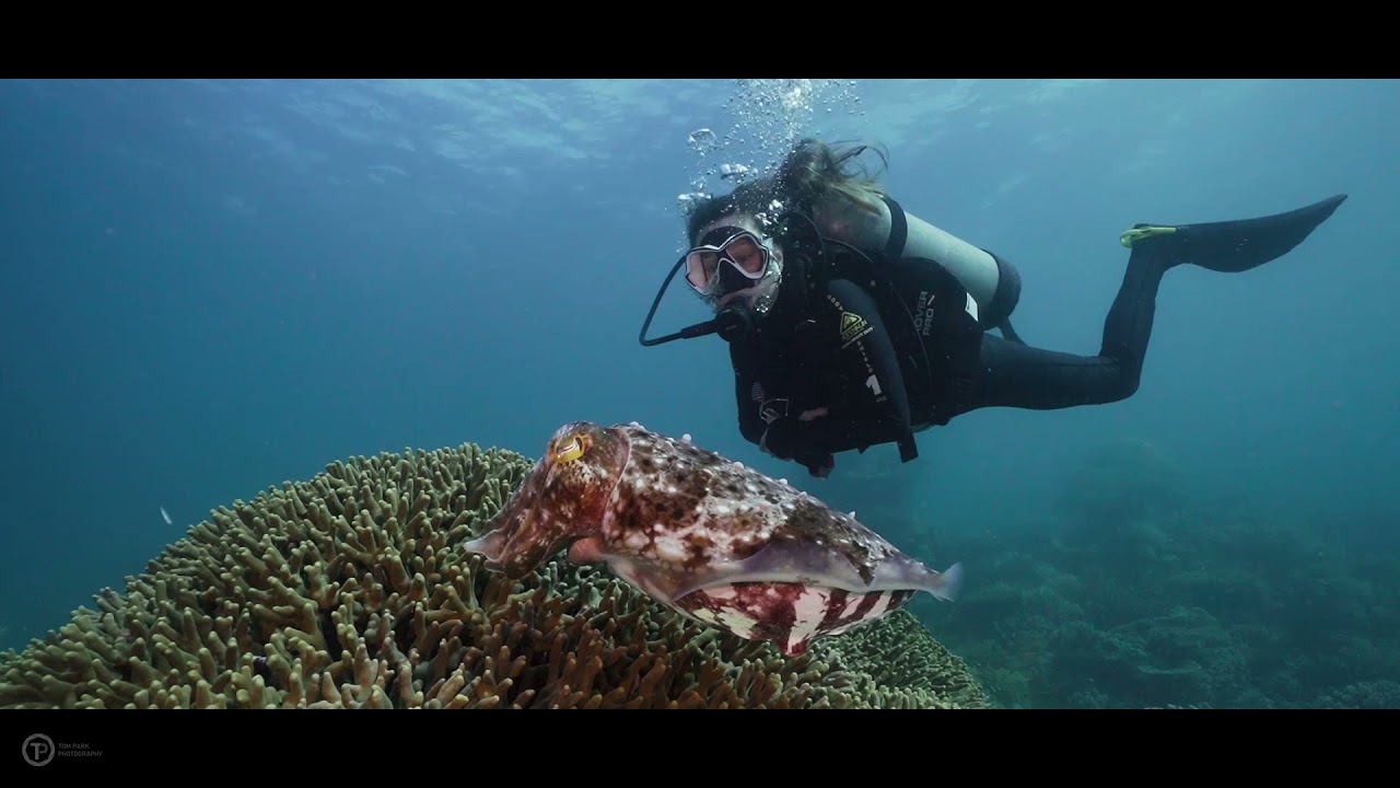 The Incredible GREAT BARRIER REEF Diving with OrcaTorch
