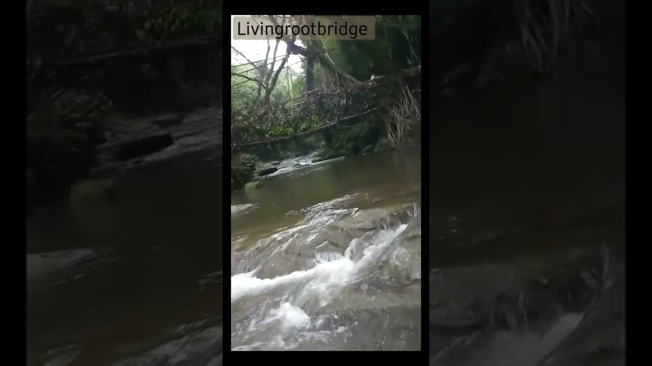 Living rootbridge🌄