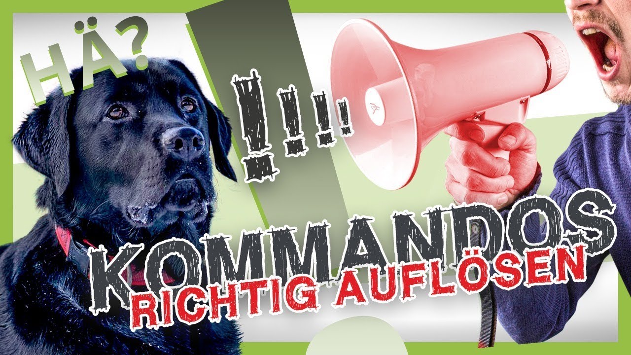 Wie du KOMMANDOS richtig aufl&ouml;st [Hundetraining Fehler vermeiden]