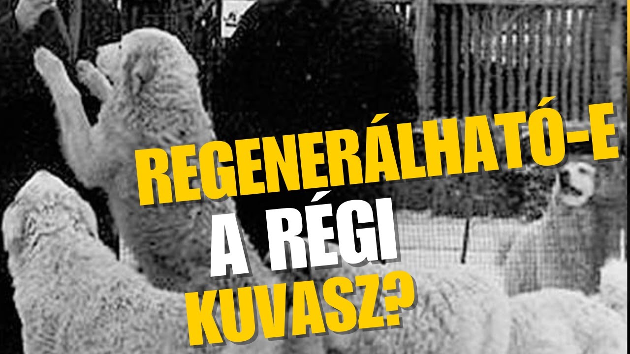 Regenerálható-e a KUVASZ?