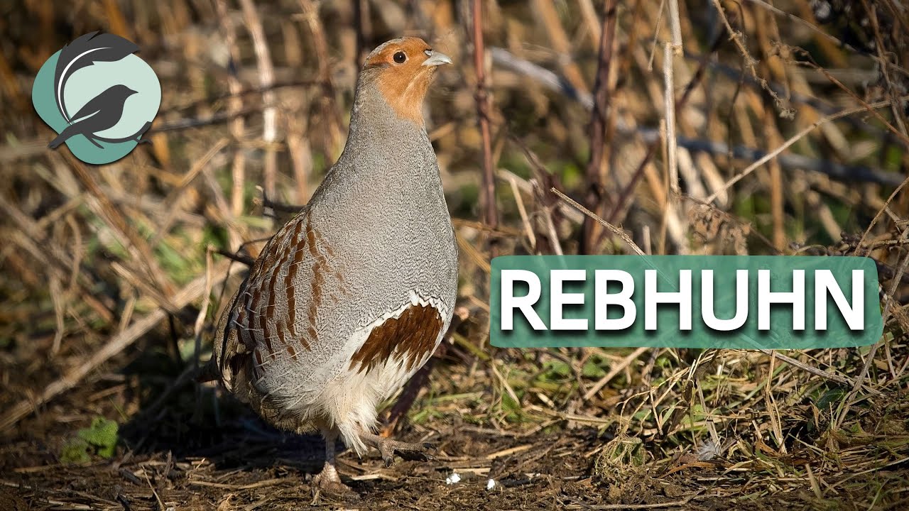 REBHUHN💮Zwitscherportrait 💮 Vogel des Jahres 2026 / Vogelstimmen, Vogelportrait, Steckbrief