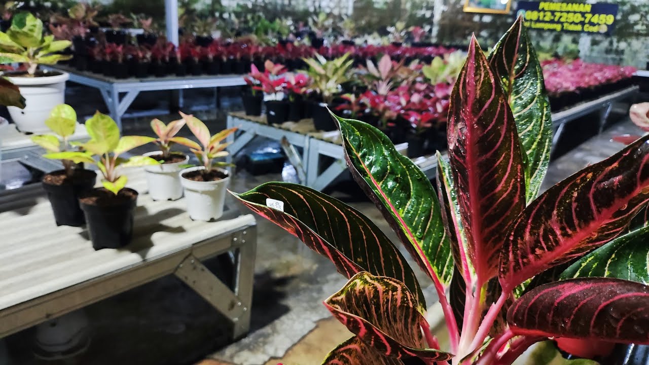 Tanaman Hias aglonema