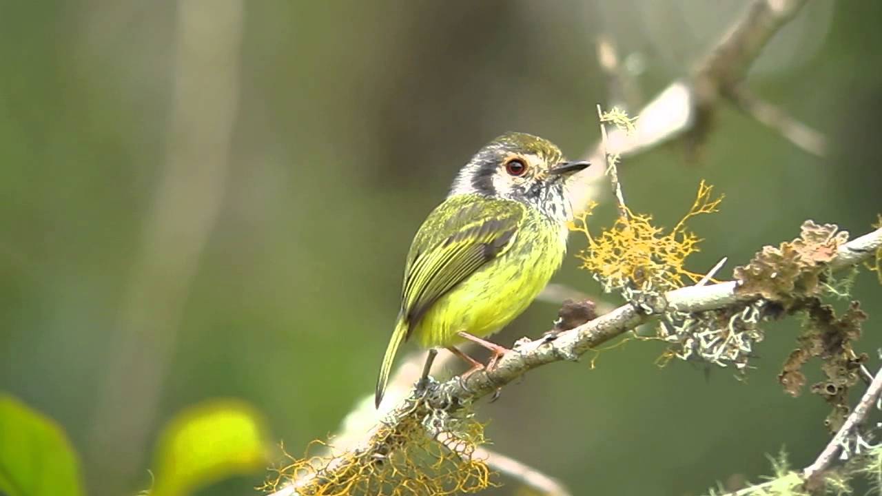 Eared Pygmy-Tyrant - Myiornis auricularis - Intervales, Brazil